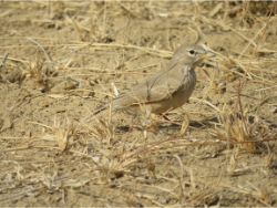 Desert Lark
